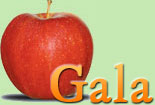 Gala